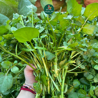 Hạt Giống Rau Cải Xoong Mỹ (Gói 1g~500 Hạt) Trồng Cạn, Dễ Trồng, Nhanh Thu Hoạch
