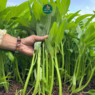 [GÓI LỚN 1KG] Hạt Giống Rau Muống Lá To F1 Ăn Giòn Ngọt, Dễ Trồng, Nhanh Thu Hoạch, Trồng Quanh Năm