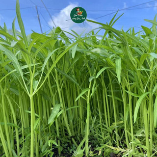 Hạt Giống Rau Muống Lá Tre Cao Sản (Gói 20g) Dễ Trồng, Nhanh Thu Hoạch, Trồng Quanh Năm