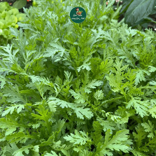 Hạt giống Cải Cúc Nếp (Gói 20g~3500 hạt) Dễ Trồng, Ít Sâu Bệnh, Nhanh Thu Hoạch