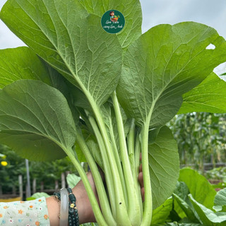 Hạt Giống Cải Ngọt Chịu Nắng, Chịu Mưa (Gói 20g~4000 Hạt) Dễ Trồng, Nhanh Thu Hoạch