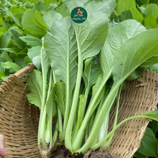 Hạt Giống Rau Cải Các Loại Dễ Trồng, Sinh Trưởng Khỏe, Nhanh Thu Hoạch, Trồng Quanh Năm