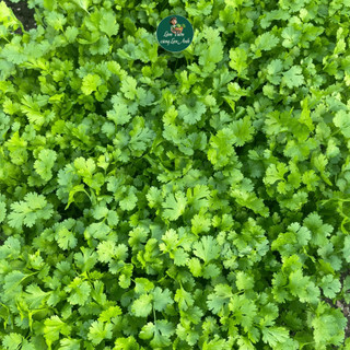 Hạt Giống Rau Mùi (Ngò Rí) Chịu Nhiệt Dễ Trồng, Thơm ngon, Nhanh Thu Hoạch - Gói 20g~3000 Hạt