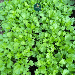 [Hạt Giống Rau Thơm] Hành Lá, Xà Lách, Bạc Hà, Rau Mùi, Dễ Trồng, Nhanh Thu Hoạch, Trồng Quanh Năm