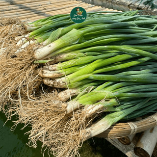 [COMBO 8 GÓI] Hạt Giống Rau Thơm Hành Lá, Rau Mùi, Bạc Hà, Ngò Gai, Húng Quế, Kinh Giới, Tía Tô, Ớt