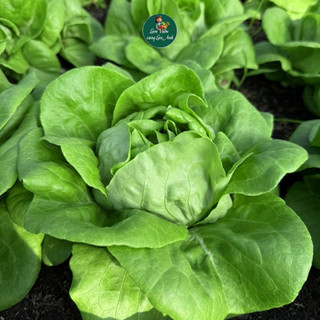 [Hạt Giống Xà Lách] Xoăn Xanh, Xoăn Tím, Sanchu, Dún Vàng, Romaine, Dễ Trồng, Nhanh Thu Hoạch