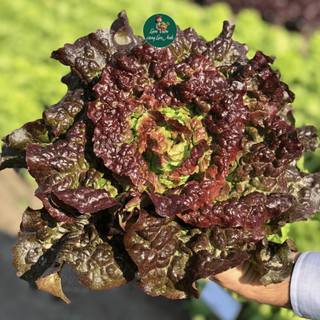 [Hạt Giống Xà Lách] Xoăn Xanh, Xoăn Tím, Sanchu, Dún Vàng, Romaine, Dễ Trồng, Nhanh Thu Hoạch
