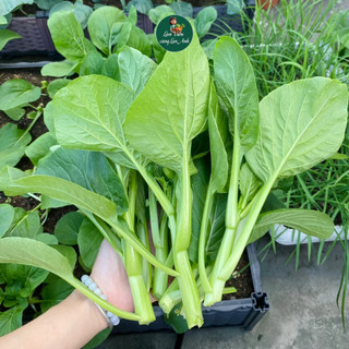 Hạt Giống Cải Ngồng Xanh Thân Mập Chịu Nhiệt (Gói 20g~4000 Hạt) Dễ Trồng, Nhanh Thu Hoạch