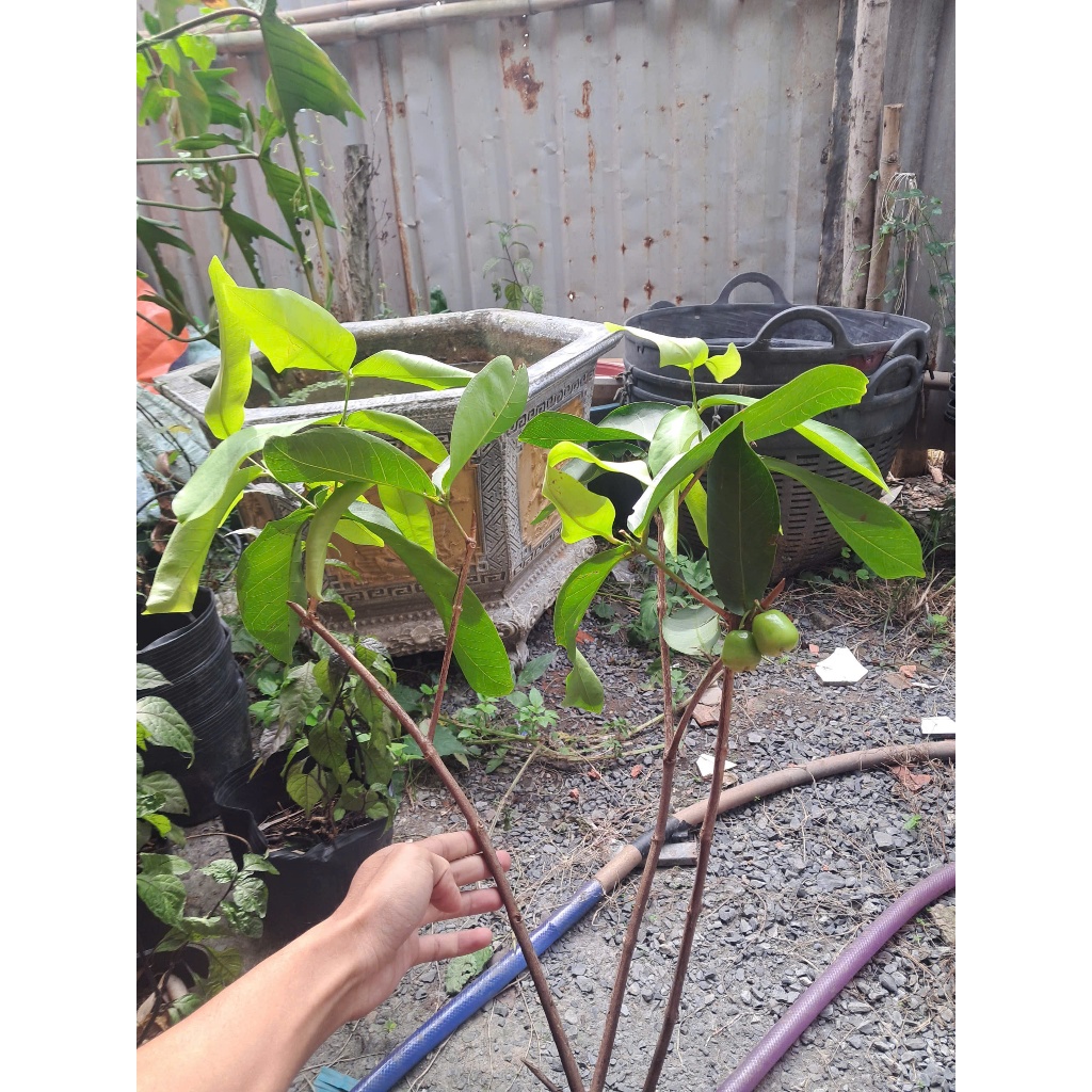 Cây Giống Mận Xanh Đường Sóc Trăng (Cây Roi Xanh Đường) -  Dễ Trồng, Nhanh Ra Trái, Ngọt Thanh
