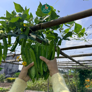 Hạt Giống Đậu Rồng Siêu Trái (Gói 2G) Dễ Trồng, Năng Suất Cao, Trồng Quanh Năm