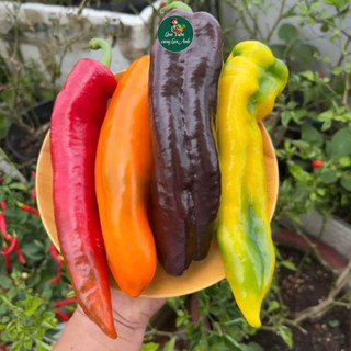 [GÓI 10 HẠT] Hạt Giống Ớt Ngọt Palermo Mix Nhiều Màu, Giàu Dinh Dưỡng, Dễ Trồng, Năng Suất Cao