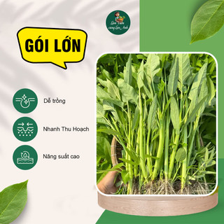 [GÓI LỚN 1KG] Hạt Giống Rau Muống Lá To F1 Ăn Giòn Ngọt, Dễ Trồng, Nhanh Thu Hoạch, Trồng Quanh Năm