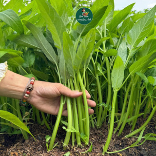 [Gói 50g~1200 Hạt] Hạt Giống Rau Muống Lá To Cao Sản, Dễ Trồng, Nhanh Thu Hoạch, Trồng Quanh Năm