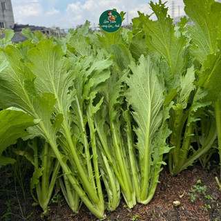 Hạt giống Cải Mèo Cao Sản (Gói 20g~3000 Hạt) Dễ Trồng, Nhanh Thu Hoạch, Trồng Quanh Năm