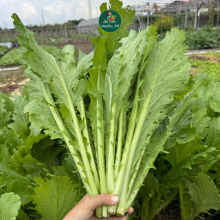 Hạt giống Cải Mèo Cao Sản (Gói 20g~3000 Hạt) Dễ Trồng, Nhanh Thu Hoạch, Trồng Quanh Năm