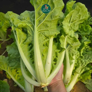 Hạt Giống Cải Bẹ Dún Cao Sản (Gói 10g~2000 Hạt) Dễ Trồng, Nhanh Thu Hoạch Trồng Quanh Năm