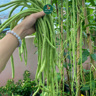 Hạt giống Đậu Đũa Siêu Dài Chịu Nhiệt (Gói 15G) Dễ Trồng, Ít Sâu Bệnh, Trồng Quanh Năm