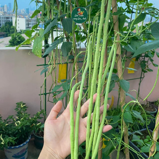 Hạt giống Đậu Đũa Siêu Dài Chịu Nhiệt (Gói 15G) Dễ Trồng, Ít Sâu Bệnh, Trồng Quanh Năm