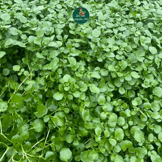 Hạt Giống Rau Cải Xoong Mỹ (Gói 1g~500 Hạt) Trồng Cạn, Dễ Trồng, Nhanh Thu Hoạch