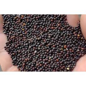 1kg hạt cải + lẫn vụn đậu hà lan thức ăn cho chim yến hót, vẹt, chích chòe giàu dinh dưỡng