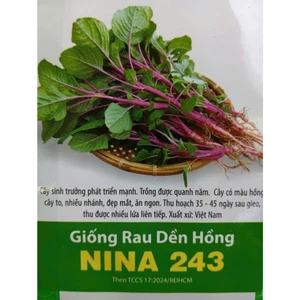 HẠT GIỐNG DỀN HỒNG NINA - HẠT MỚI, NHANH NẢY MẦM, CÂY KHỎE TO