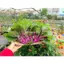 HẠT GIỐNG DỀN HỒNG NINA - HẠT MỚI, NHANH NẢY MẦM, CÂY KHỎE TO