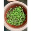 HẠT GIỐNG DỀN HỒNG NINA - HẠT MỚI, NHANH NẢY MẦM, CÂY KHỎE TO