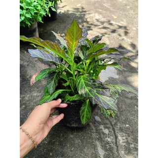 Chậu rau kim thất tím ( thổ tam thất, rau bầu đất..)- chậu C7