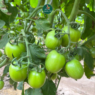 Hạt Giống Cà Chua Chịu Nhiệt Siêu Đậu Quả (Gói 30 Hạt) Dễ Trồng, Năng Suất Cao, Trồng Quanh Năm
