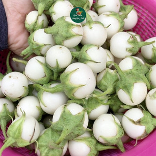 [Gói 2g~500 hạt] Hạt giống Cà Pháo Trắng Siêu Quả, Chịu Nhiệt Tốt, Sinh Trưởng Khỏe, Trồng Quanh Năm