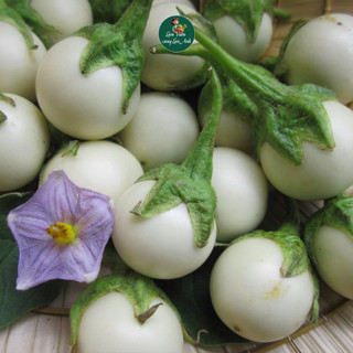 [Gói 2g~500 hạt] Hạt giống Cà Pháo Trắng Siêu Quả, Chịu Nhiệt Tốt, Sinh Trưởng Khỏe, Trồng Quanh Năm