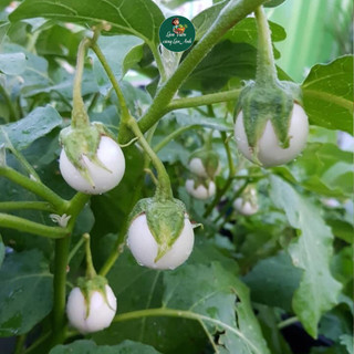 [Gói 2g~500 hạt] Hạt giống Cà Pháo Trắng Siêu Quả, Chịu Nhiệt Tốt, Sinh Trưởng Khỏe, Trồng Quanh Năm