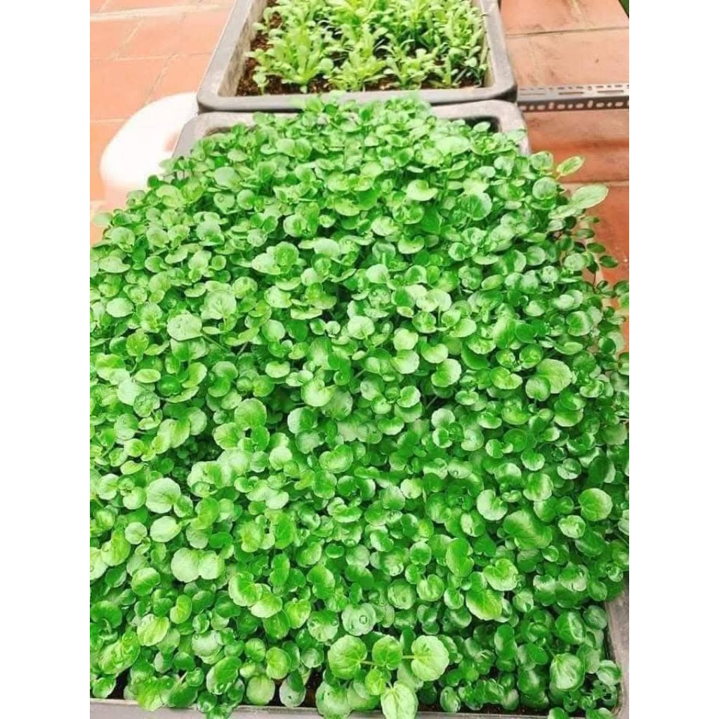 ( 2 gói tặng 1) Hạt Giống Cải Xoong Mỹ ♥️ Trồng Cạn F1 Nảy Mầm Cực Khoẻ, Ăn Ngon, Nhanh Thu Hoạch