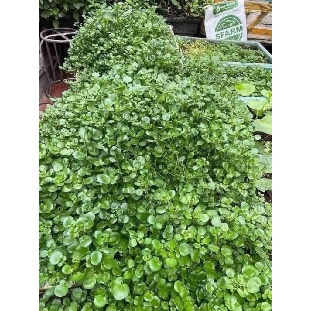 ( 2 gói tặng 1) Hạt Giống Cải Xoong Mỹ ♥️ Trồng Cạn F1 Nảy Mầm Cực Khoẻ, Ăn Ngon, Nhanh Thu Hoạch