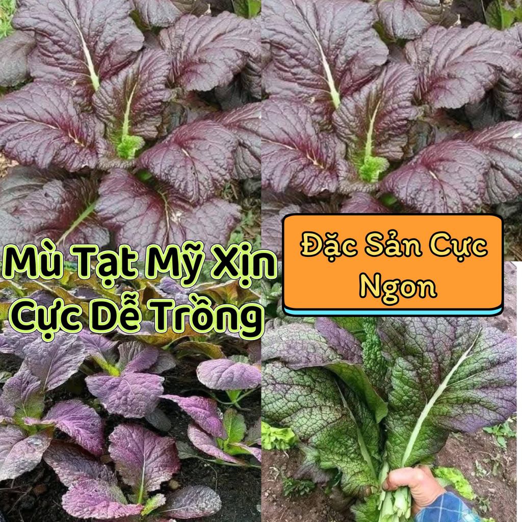 Hạt Giống Rau Cải Mù Tạt Tím Mỹ Thơm♥️ Đặc Sản Ăn Cực Ngon Rất Dễ Trồng