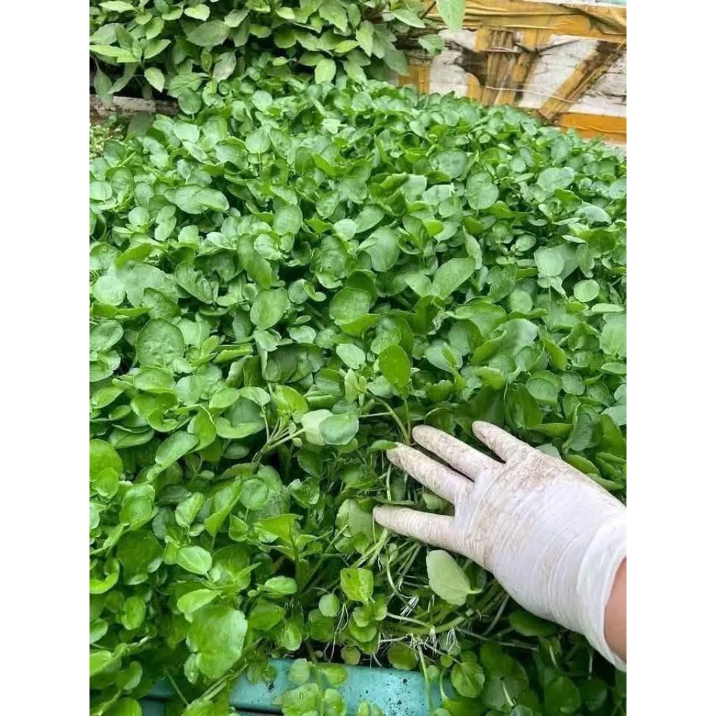 ( 2 gói tặng 1) Hạt Giống Cải Xoong Mỹ ♥️ Trồng Cạn F1 Nảy Mầm Cực Khoẻ, Ăn Ngon, Nhanh Thu Hoạch