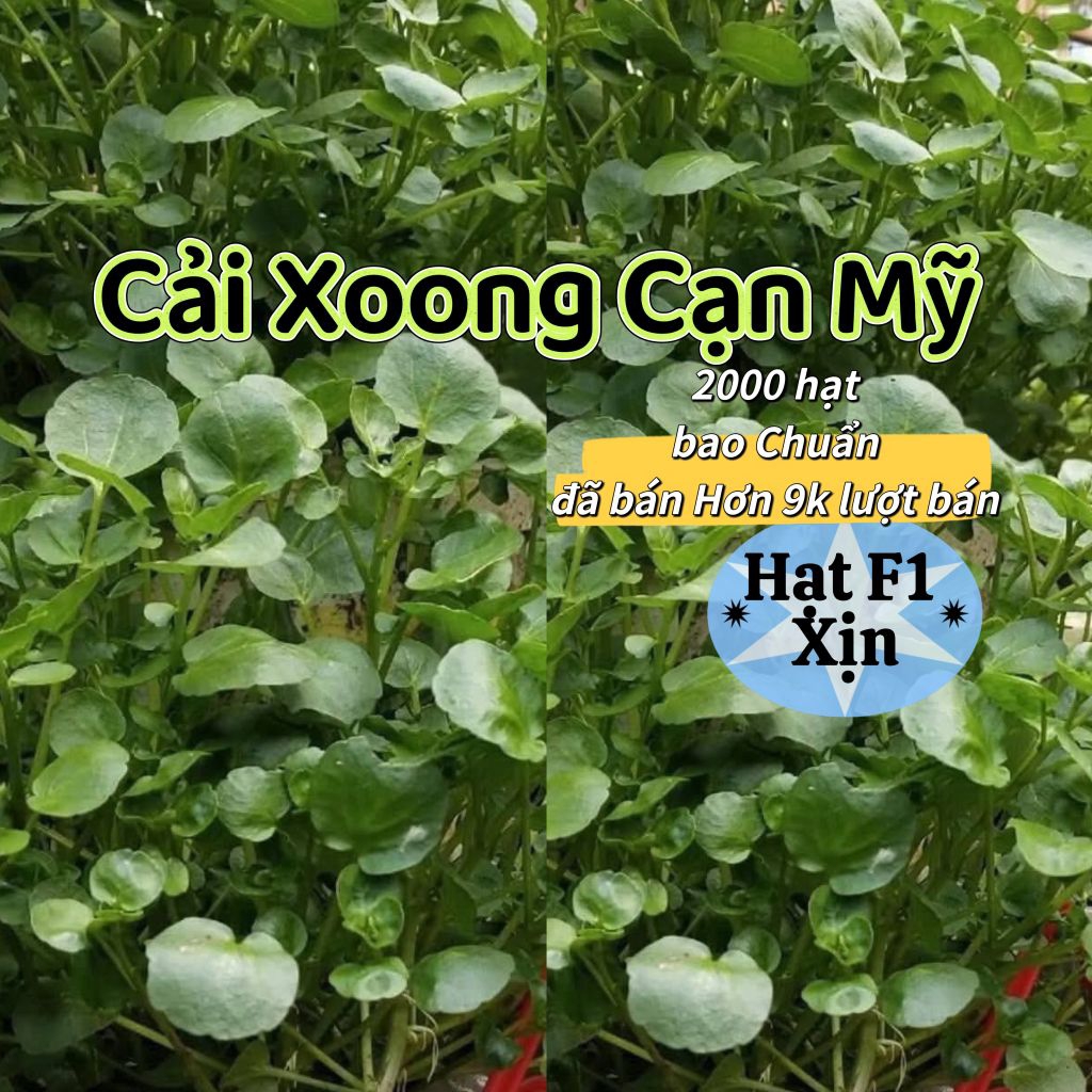 ( 2 gói tặng 1) Hạt Giống Cải Xoong Mỹ ♥️ Trồng Cạn F1 Nảy Mầm Cực Khoẻ, Ăn Ngon, Nhanh Thu Hoạch