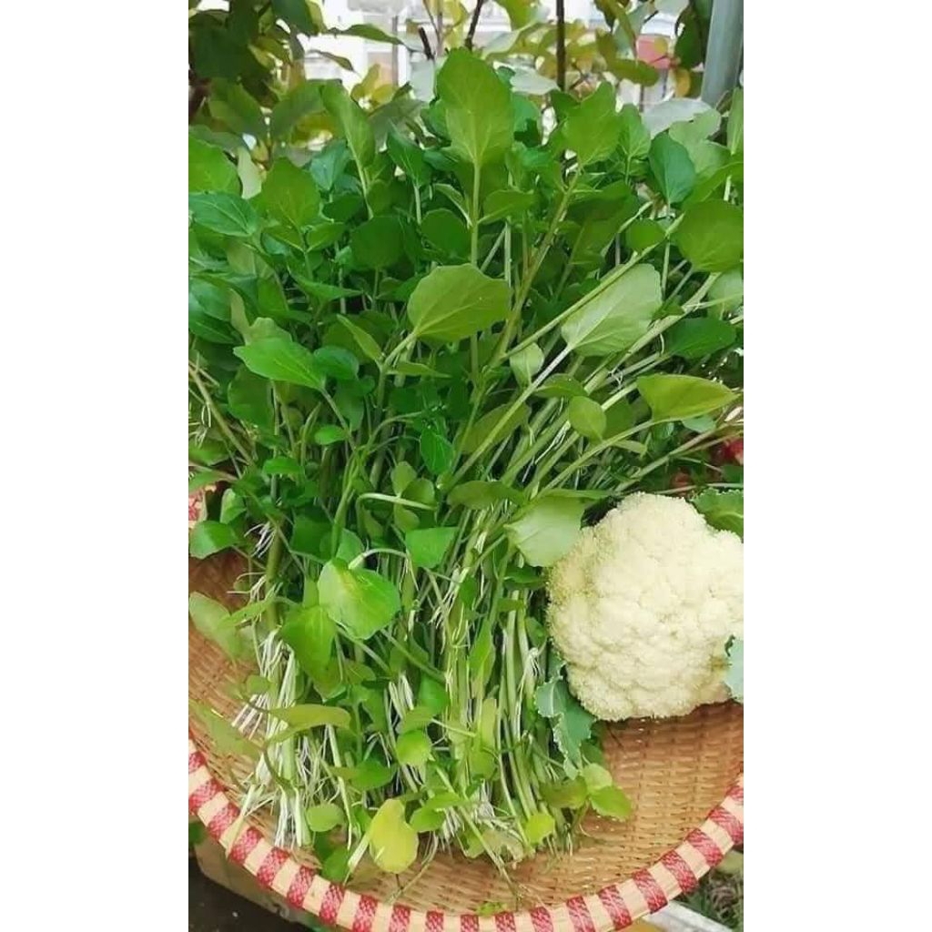 ( 2 gói tặng 1) Hạt Giống Cải Xoong Mỹ ♥️ Trồng Cạn F1 Nảy Mầm Cực Khoẻ, Ăn Ngon, Nhanh Thu Hoạch