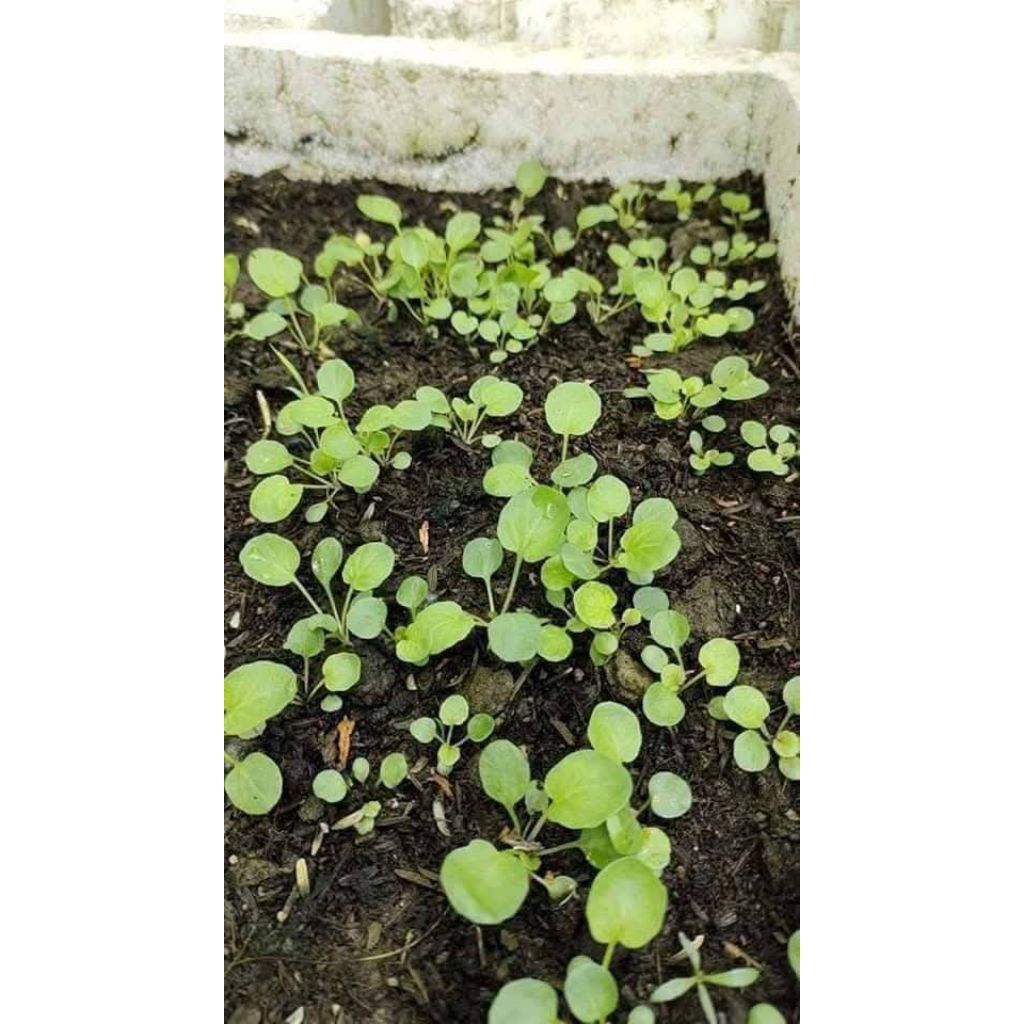 ( 2 gói tặng 1) Hạt Giống Cải Xoong Mỹ ♥️ Trồng Cạn F1 Nảy Mầm Cực Khoẻ, Ăn Ngon, Nhanh Thu Hoạch