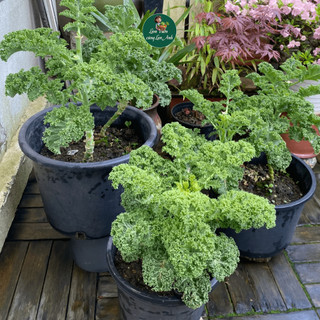 Hạt giống Cải Xoăn Kale Xanh F1 (Gói 200 Hạt) Dễ Trồng, Chịu Nhiệt Tốt, Năng Suất Cao