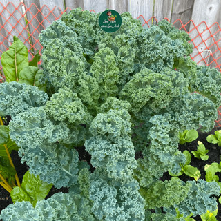 Hạt giống Cải Xoăn Kale Xanh F1 (Gói 200 Hạt) Dễ Trồng, Chịu Nhiệt Tốt, Năng Suất Cao