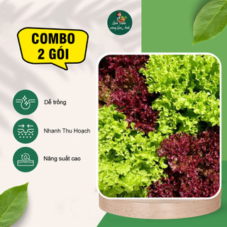 [COMBO 2 GÓI] Hạt Giống Xà Lách Xoăn Xanh + Xà Lách Xoăn Tím, Dễ Trồng, Nhanh Thu Hoạch