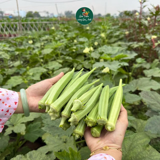 [COMBO 3 GÓI] Đậu Bắp Xanh, Đậu Bắp Đỏ, Đậu Bắp Trắng F1 Siêu Đậu Quả, Dễ Trồng, Năng Suất Cao