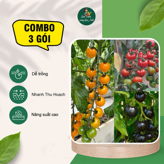 [COMBO 3 GÓI] Hạt Giống Cà Chua Cherry Đen, Đỏ, Vàng Dễ Trồng, Ăn Ngon, Giàu Dinh Dưỡng
