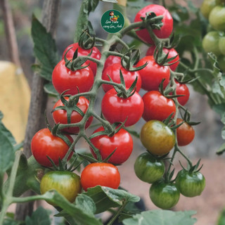 [COMBO 3 GÓI] Hạt Giống Cà Chua Cherry Đen, Đỏ, Vàng Dễ Trồng, Ăn Ngon, Giàu Dinh Dưỡng
