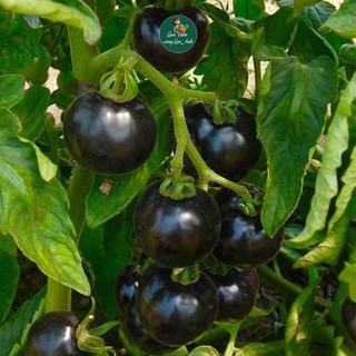 [COMBO 3 GÓI] Hạt Giống Cà Chua Cherry Đen, Đỏ, Vàng Dễ Trồng, Ăn Ngon, Giàu Dinh Dưỡng