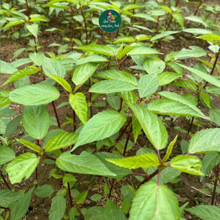 Hạt Giống Rau Đay Đỏ Cao Sản (Gói 20g~2500 Hạt) Dễ Trồng, Ít Sâu Bệnh, Nhanh Thu Hoạch