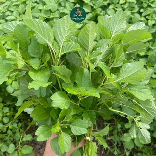 Hạt Giống Rau Dền Xanh Cao Sản (Gói 20g~7000 hạt) Dễ Trồng, Sinh Trưởng Khỏe, Nhanh Thu Hoạch