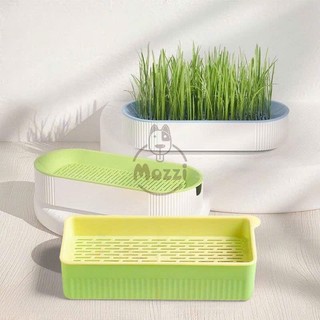 Bộ Kit trồng cỏ catnip thủy canh kèm hạt giống cho mèo
