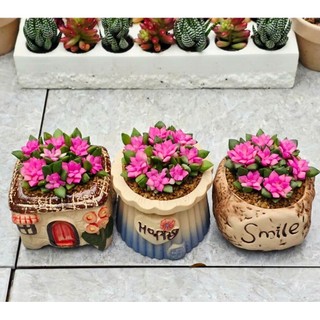 ​💖 SEN ĐÁ HỒNG SAO KÈM CHẬU SỨ [SIZE 7CM] - Cây Trồng Sẵn, Decor Bàn Làm Việc MẦM NẮNG GARDEN  lỗi 1 đền 1